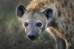 Wildlife photographer Paul McDougall