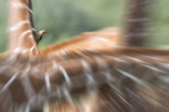 Wildlife photographer Paul McDougall