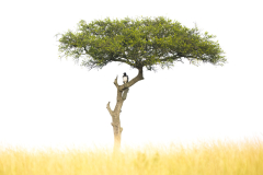 Wildlife photographer Paul McDougall
