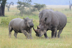 Wildlife photographer Paul McDougall