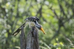 Wildlife photographer Paul McDougall
