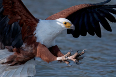 Wildlife photographer Paul McDougall