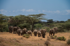 Wildlife photographer Paul McDougall