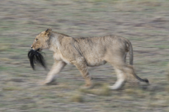 Wildlife photographer Paul McDougall