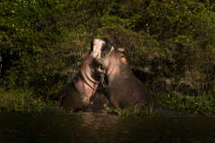 Wildlife photographer Paul McDougall