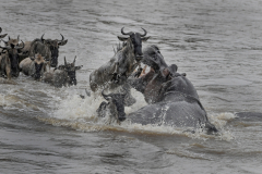 Wildlife photographer Paul McDougall
