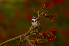Wildlife photographer Paul McDougall