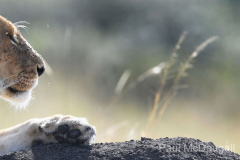 Wildlife photographer Paul McDougall