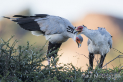 Wildlife photographer Paul McDougall