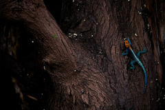 Wildlife photographer Paul McDougall