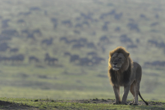 Wildlife photographer Paul McDougall