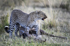 Wildlife photographer Paul McDougall