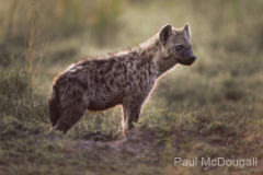 Wildlife photographer Paul McDougall