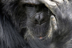 Wildlife photographer Paul McDougall