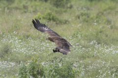Wildlife photographer Paul McDougall