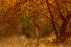 Wildlife photographer Paul McDougall
