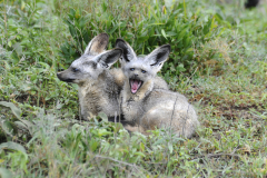 Wildlife photographer Paul McDougall
