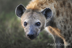 Wildlife photographer Paul McDougall