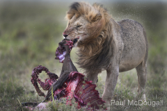 Wildlife photographer Paul McDougall