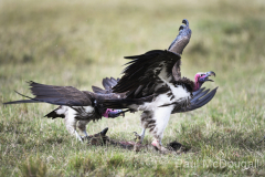 Wildlife photographer Paul McDougall