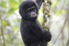 Wildlife photographer Paul McDougall