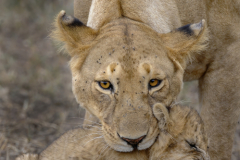 Wildlife photographer Paul McDougall