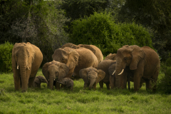 Wildlife photographer Paul McDougall