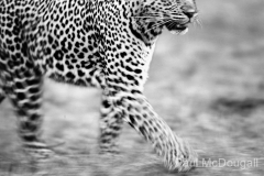 Wildlife photographer Paul McDougall
