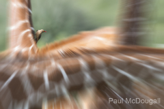 Wildlife photographer Paul McDougall