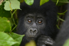 Wildlife photographer Paul McDougall