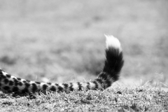 Wildlife photographer Paul McDougall