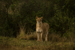 Wildlife photographer Paul McDougall