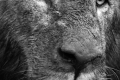 Wildlife photographer Paul McDougall