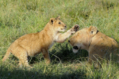Wildlife photographer Paul McDougall