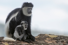 Wildlife photographer Paul McDougall