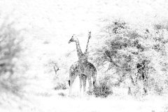 Wildlife photographer Paul McDougall