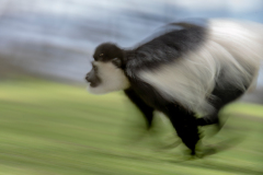 Wildlife photographer Paul McDougall