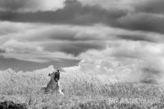 Wildlife photographer Paul McDougall