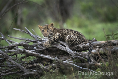 Wildlife photographer Paul McDougall