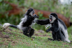 Wildlife photographer Paul McDougall