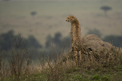 Wildlife photographer Paul McDougall
