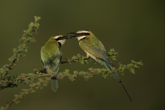 Wildlife photographer Paul McDougall