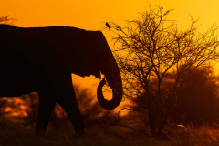 Wildlife photographer Paul McDougall