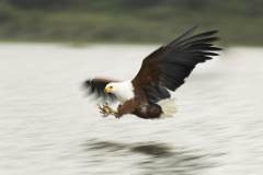 Wildlife photographer Paul McDougall