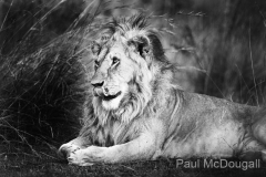 Wildlife photographer Paul McDougall