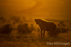 Wildlife photographer Paul McDougall
