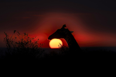 Wildlife photographer Paul McDougall