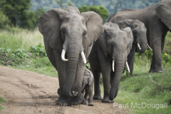 Wildlife photographer Paul McDougall
