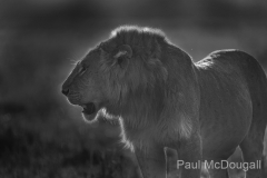 Wildlife photographer Paul McDougall