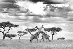 Wildlife photographer Paul McDougall